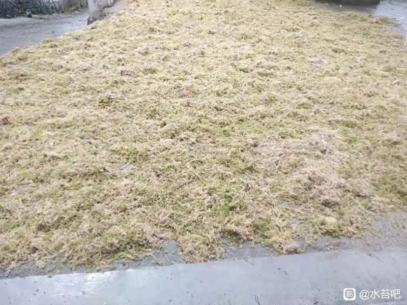 贵州水苔！海花草