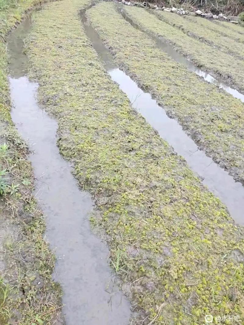 贵州水苔！海花草