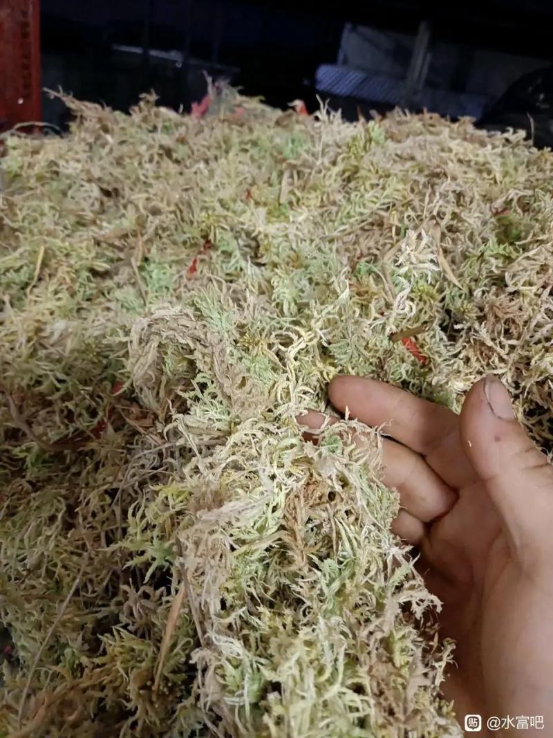 贵州水苔！海花草