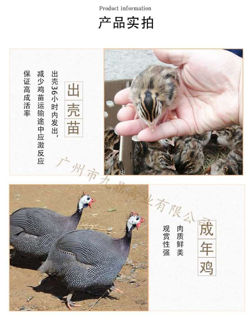 广州孵化出壳正宗珍珠鸡苗山鸡苗小鸡活苗包做疫苗运输包活