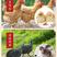 广州孵化出壳正宗珍珠鸡苗山鸡苗小鸡活苗包做疫苗运输包活