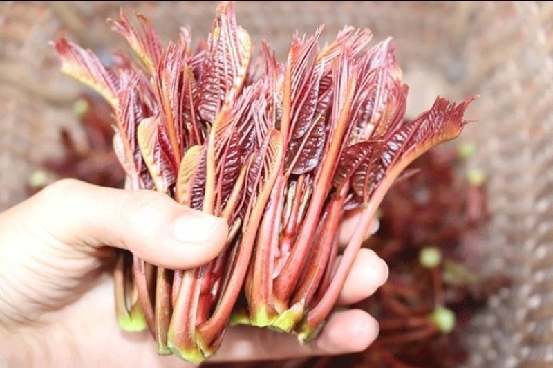 头茬香椿芽，