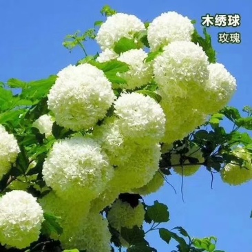 欧洲木绣球可接受-25°可用于园林工程绿化全国各地发