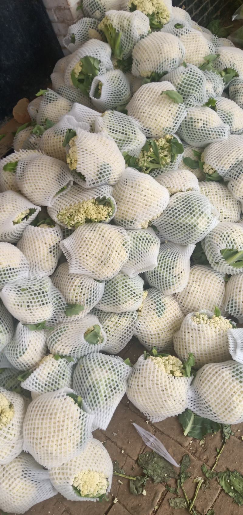 松花菜，散花，松花，有机菜花，咸阳有机花，陕西松花，三原