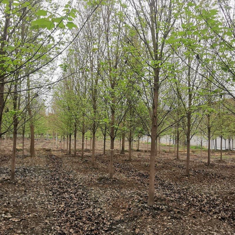 成都基地大量批发美国红枫