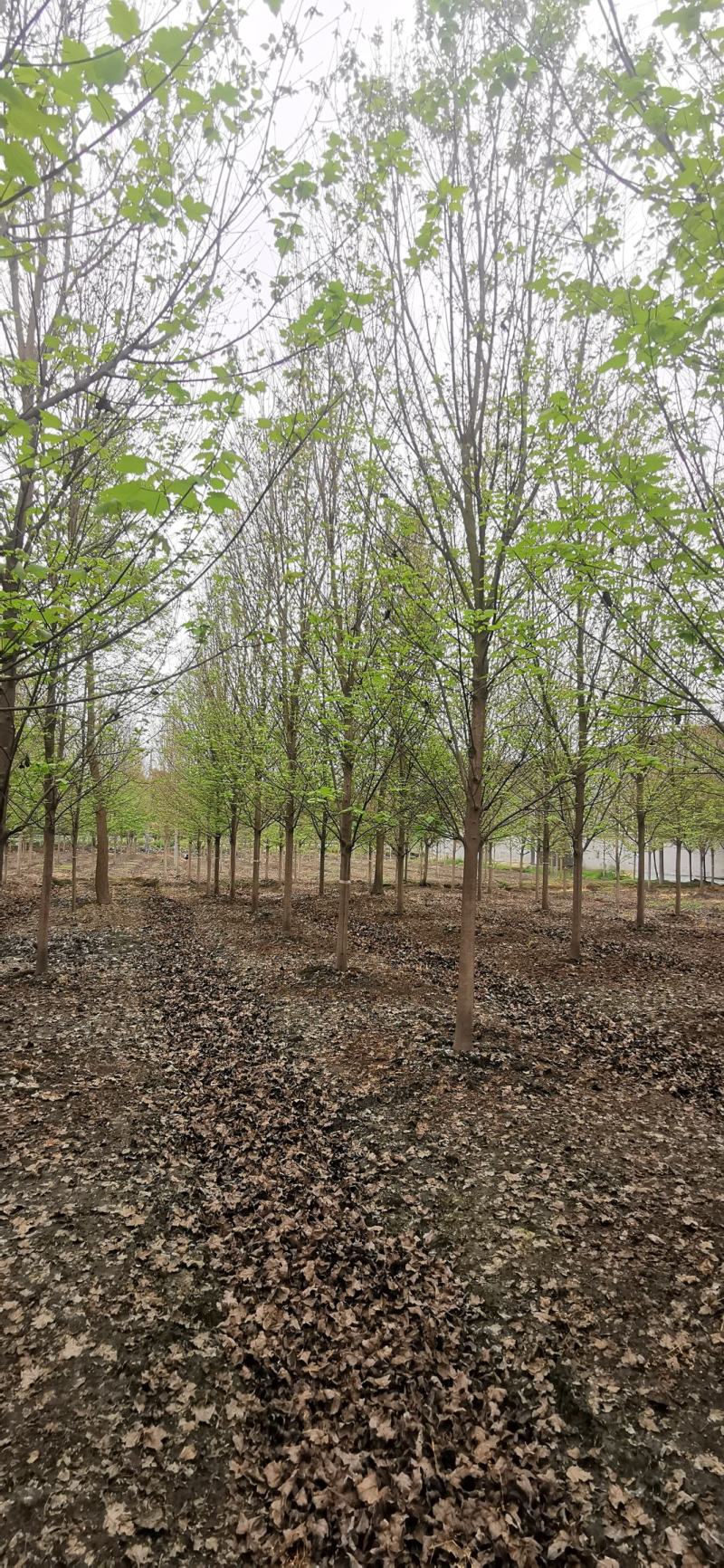 成都基地大量批发美国红枫