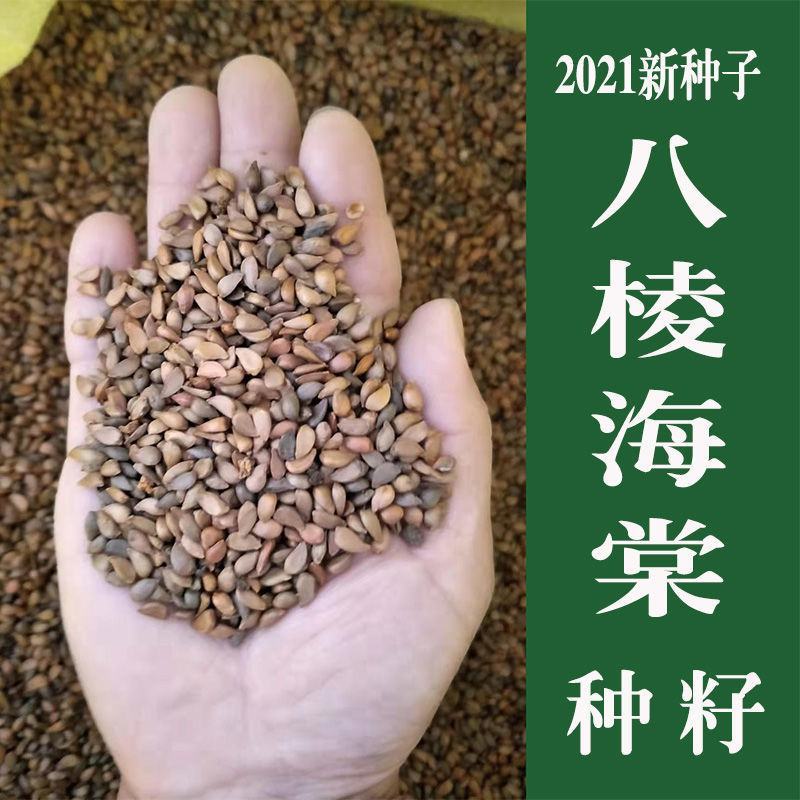 八棱海棠种子八棱海棠树种子海棠花种子海棠籽嫁接砧林木