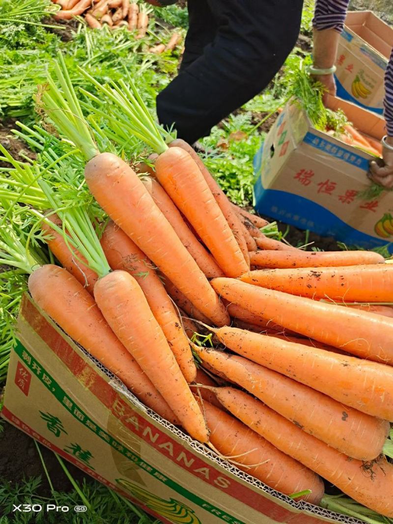 山东兰陵县带泥带叶胡萝卜大量上市品质保障可实地考察