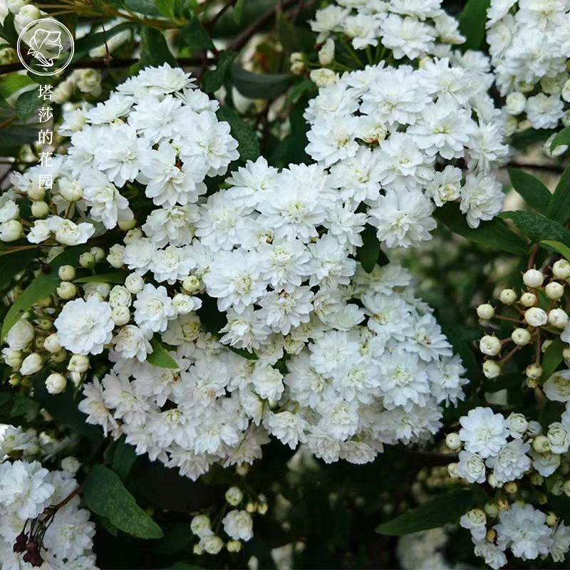 重单瓣绣线菊袋苗耐寒-20°用于园林工程绿化全国发