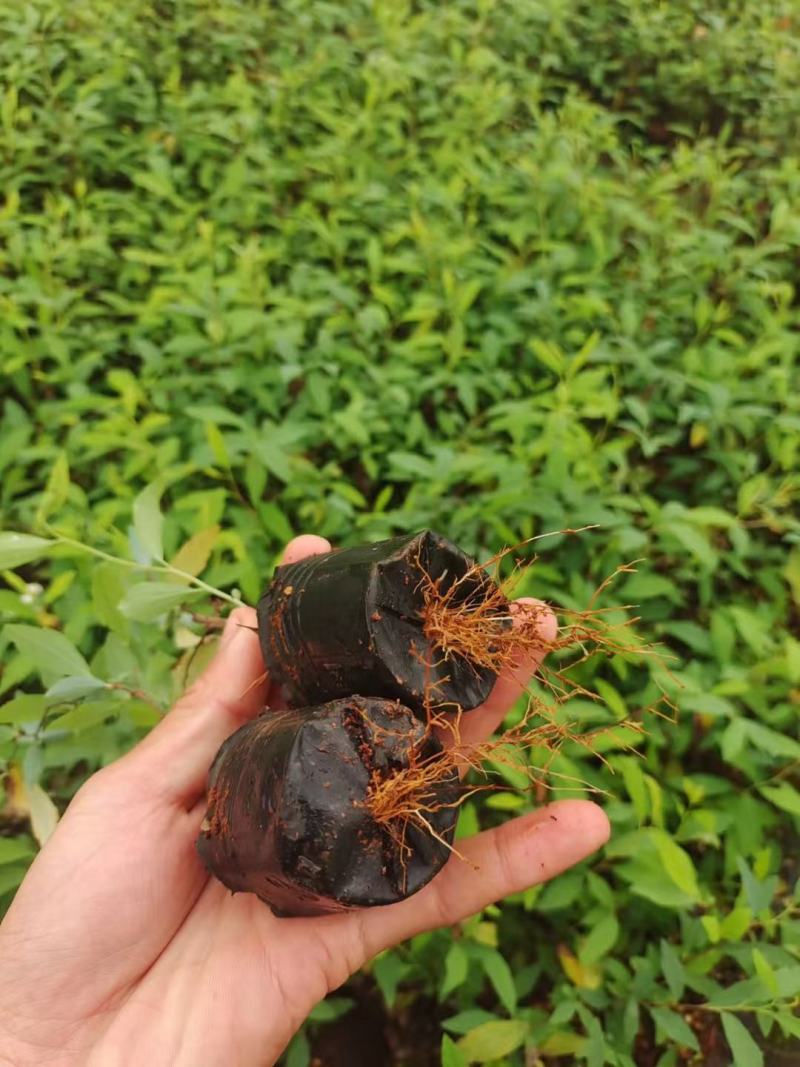 重单瓣绣线菊袋苗耐寒-20°用于园林工程绿化全国发
