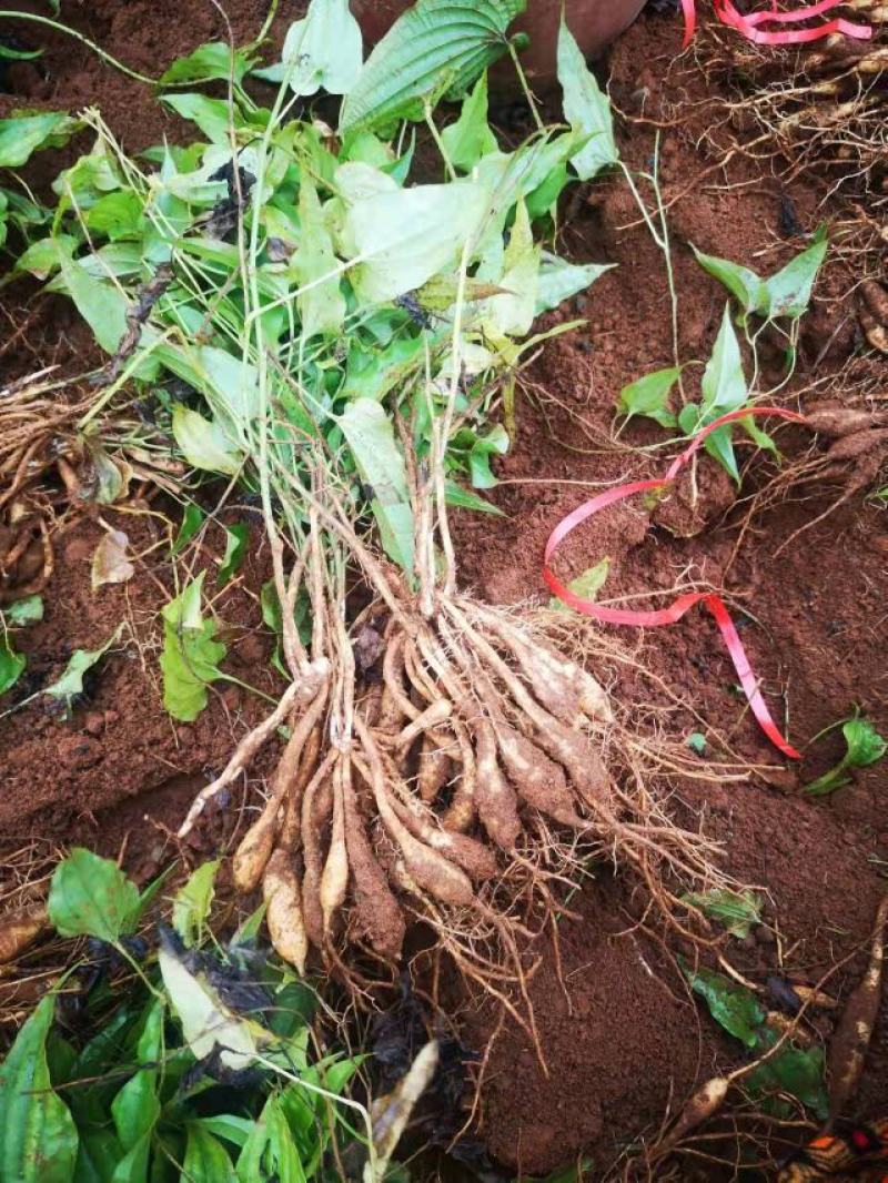 广西红花百部苗，白花百部苗，种子苗，5个薯起，货源充足