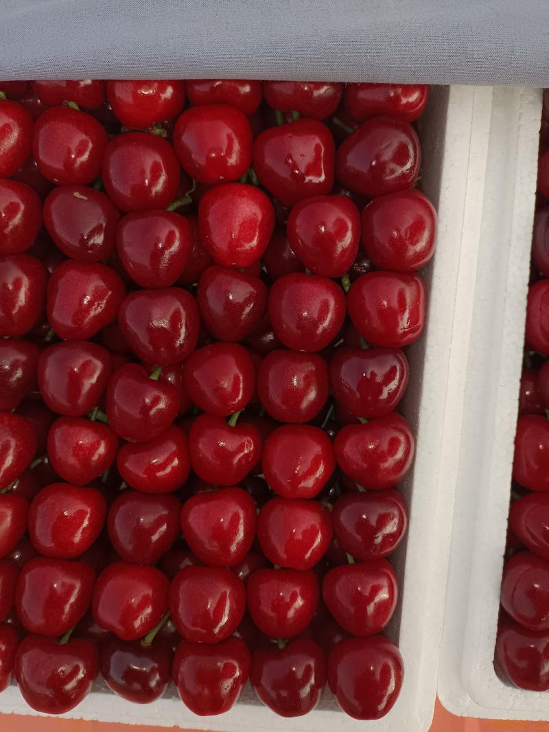 【全国代发】山东樱桃大量上市，美早，红灯，个头大口感甜