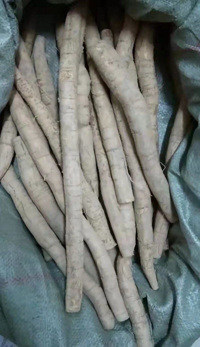 牛大力长期挖新鲜中小牛都有产地直销大补货