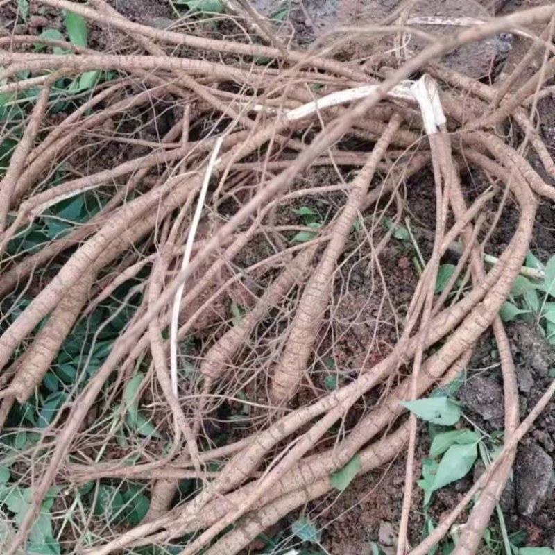 牛大力长期挖新鲜中小牛都有产地直销大补货