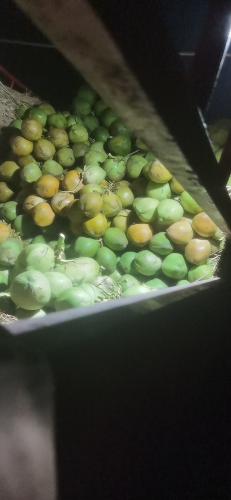 海南椰青椰青带皮椰子陵水椰子产地直发量大从优