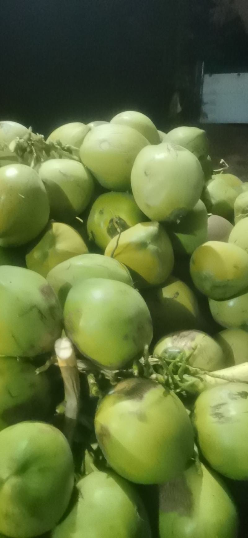 海南椰青椰青带皮椰子陵水椰子产地直发量大从优