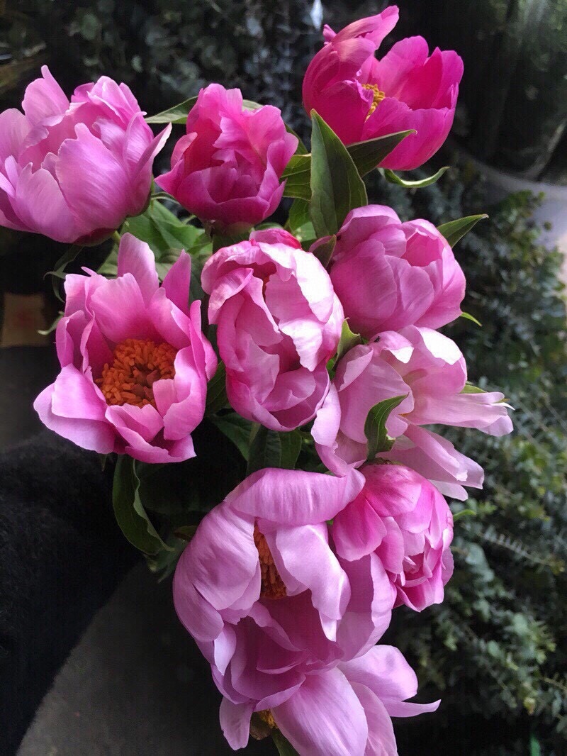 芍药鲜切花一扎10支鲜花芍药花批发一件代发冷链包邮