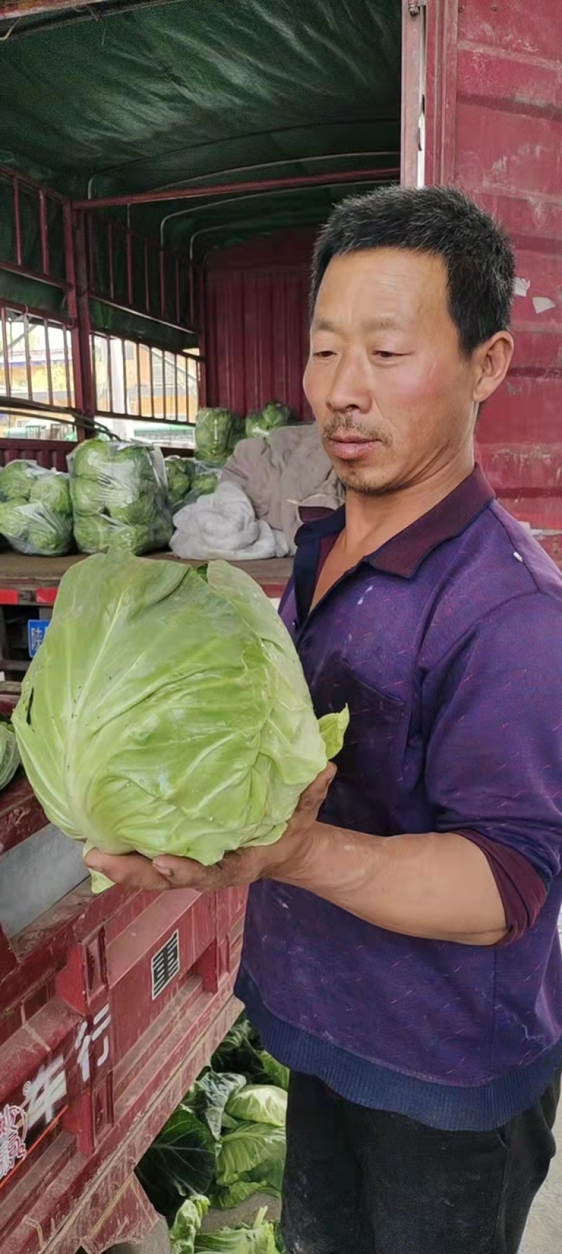 陕西阎良包菜、甘蓝、精品，对接各大市场、商超，产地直发