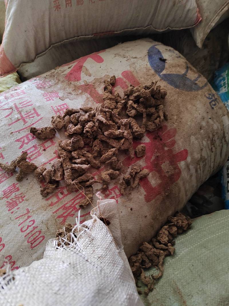 甘肃庆阳地产生地黄诚信经营货源充足欢迎来电咨询