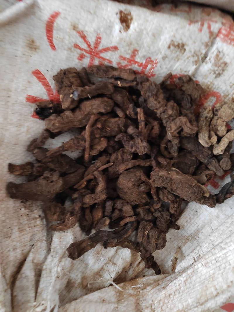 甘肃庆阳地产生地黄诚信经营货源充足欢迎来电咨询