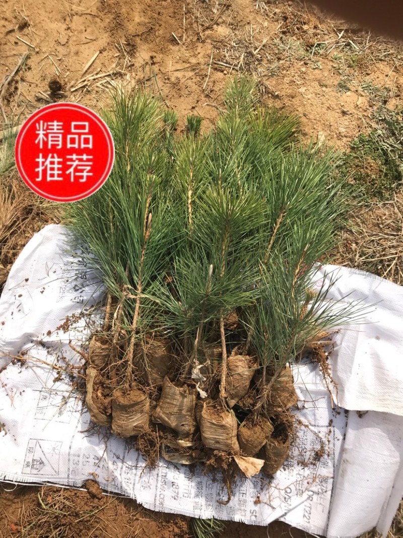 黑松小苗10公分黑松苗20公分40公分黑松苗裸根苗苗地