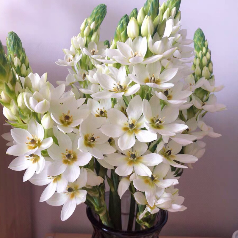 白色圣星百合5支圣星百合鲜切花云南鲜花批发一件代发包邮