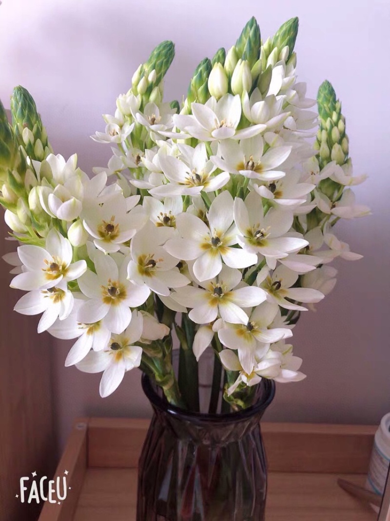 白色圣星百合5支圣星百合鲜切花云南鲜花批发一件代发包邮