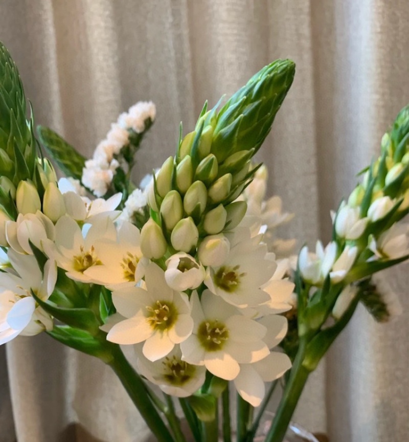 白色圣星百合5支圣星百合鲜切花云南鲜花批发一件代发包邮