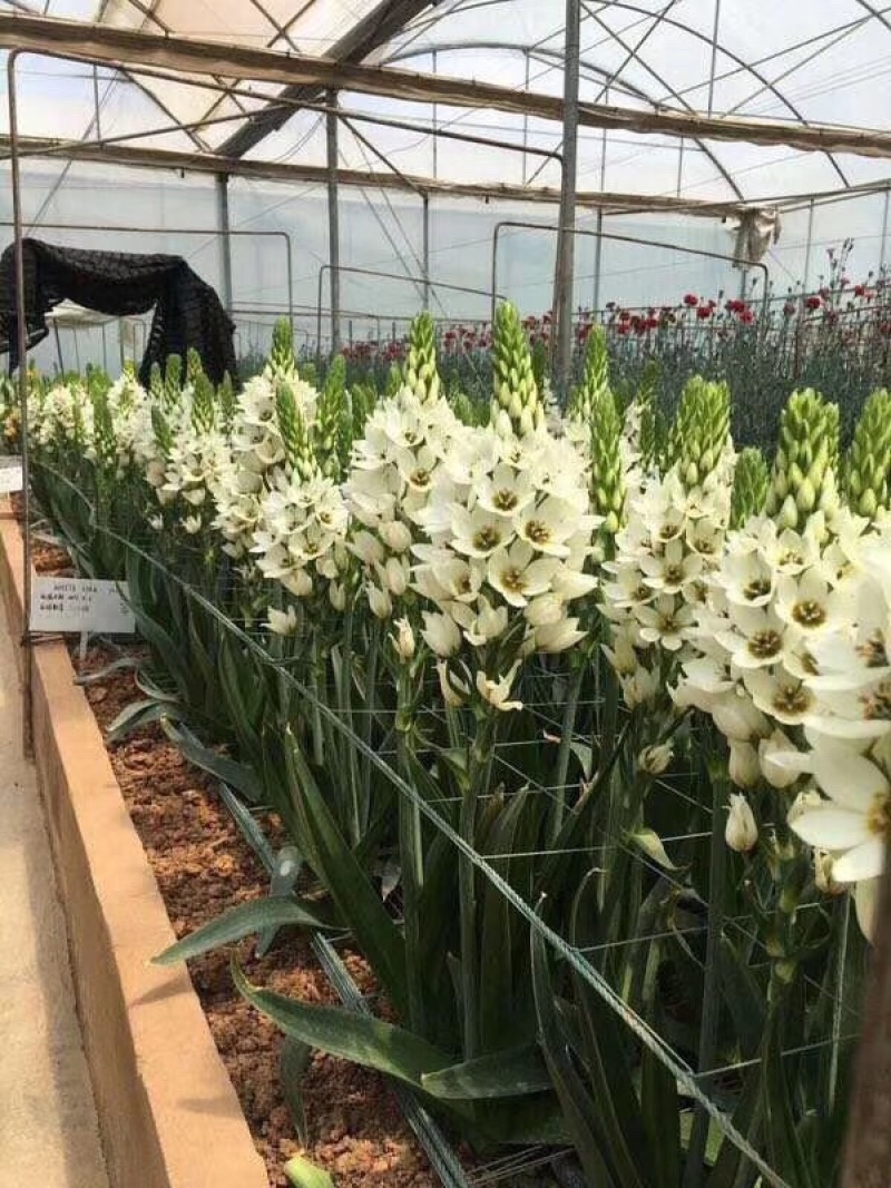 白色圣星百合5支圣星百合鲜切花云南鲜花批发一件代发包邮