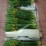 白色圣星百合5支圣星百合鲜切花云南鲜花批发一件代发包邮