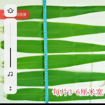 芦苇叶