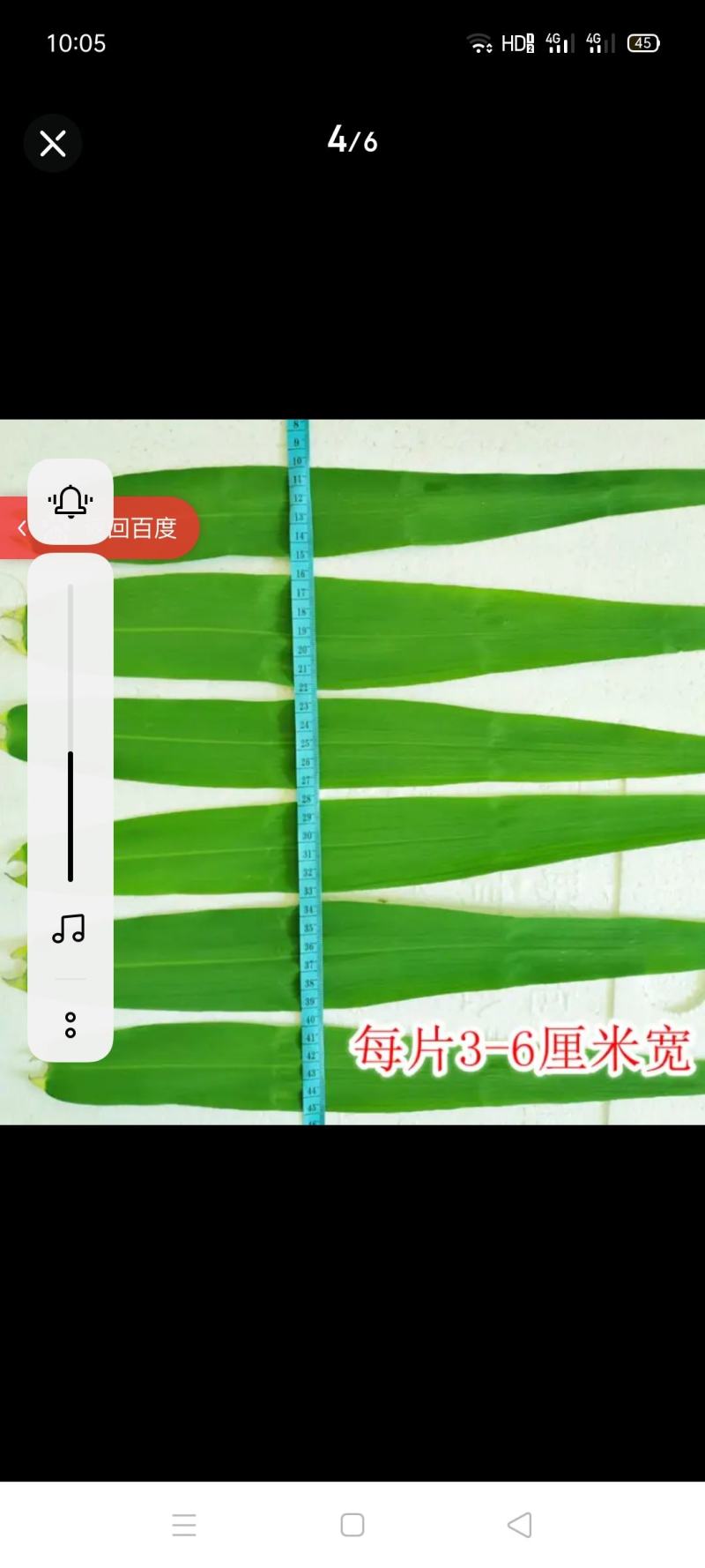 芦苇叶