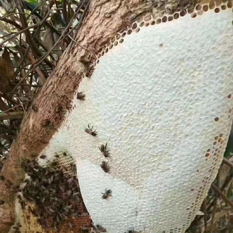 野生蜂蜜