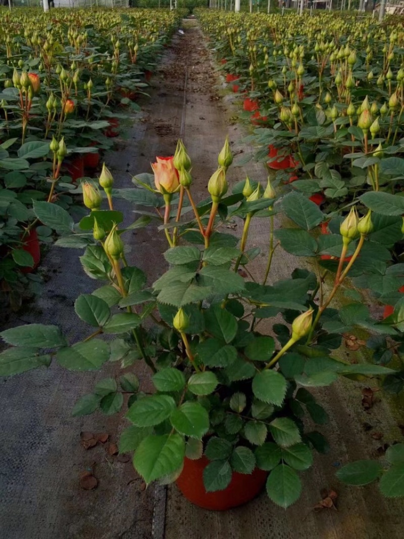 双色杯玫瑰月季玫瑰月季价格基地种植批发果汁阳台月季