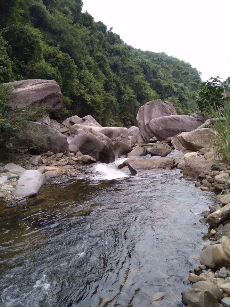 野生蜂蜜