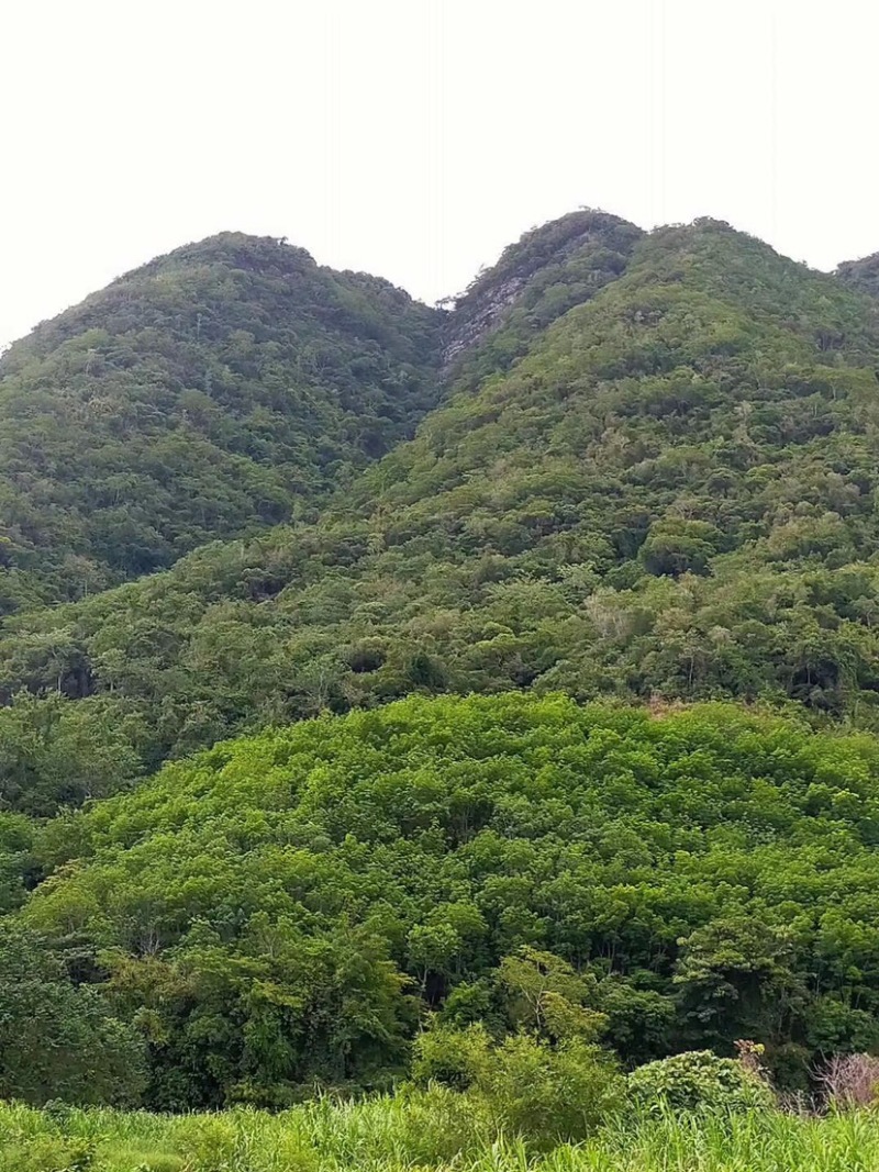 野生蜂蜜