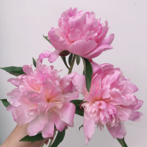 重瓣芍药一扎10支白色粉色芍药鲜切花批发一件代发包邮