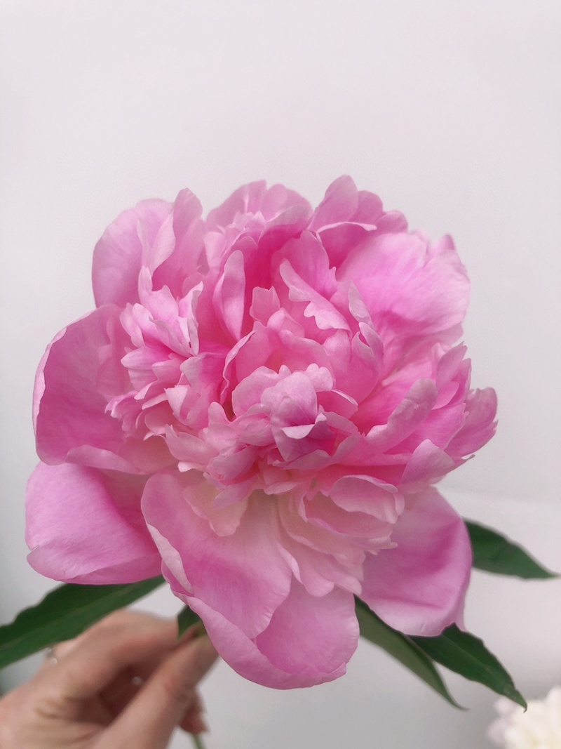 重瓣芍药一扎10支白色粉色芍药鲜切花批发一件代发包邮