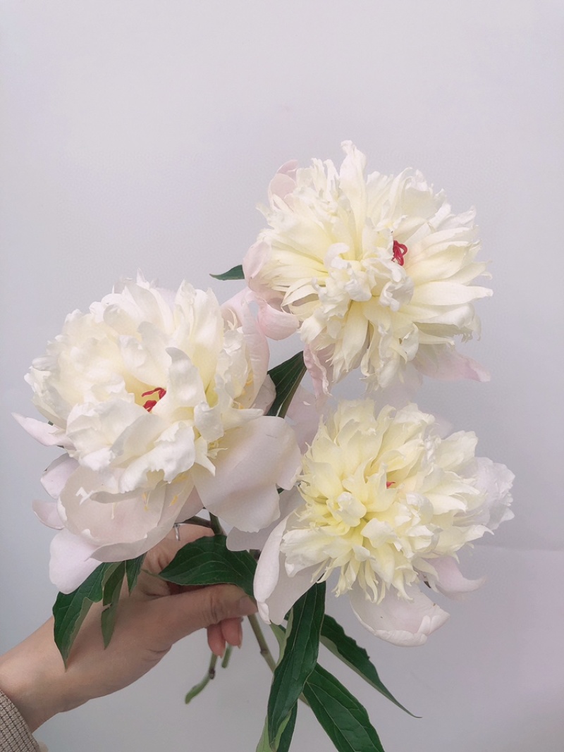 重瓣芍药一扎10支白色粉色芍药鲜切花批发一件代发包邮
