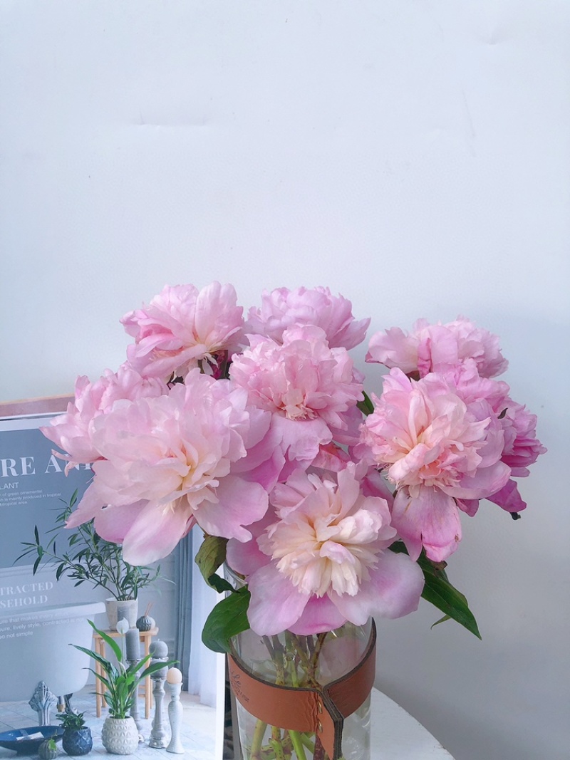 重瓣芍药一扎10支白色粉色芍药鲜切花批发一件代发包邮