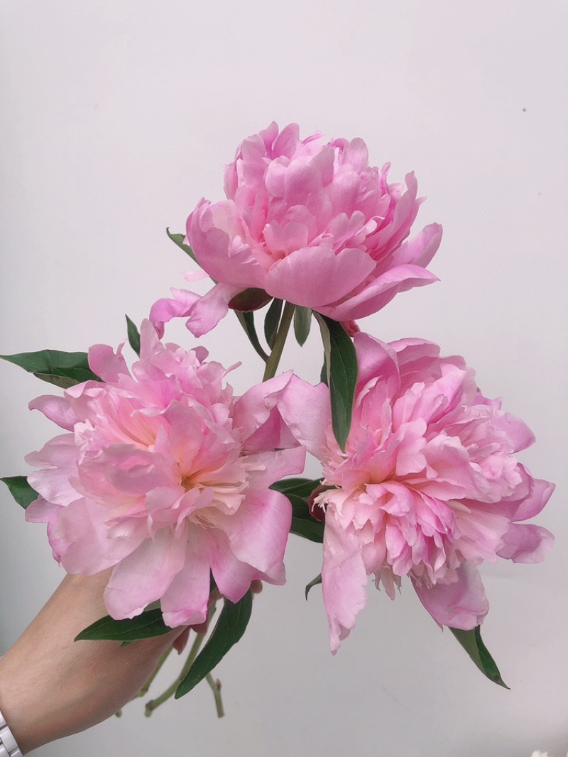 重瓣芍药一扎10支白色粉色芍药鲜切花批发一件代发包邮