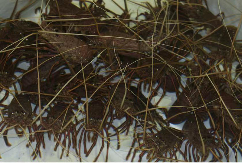 澳大利亚西澳龙虾，产地帕斯，活体龙虾和冷冻龙虾规格齐全