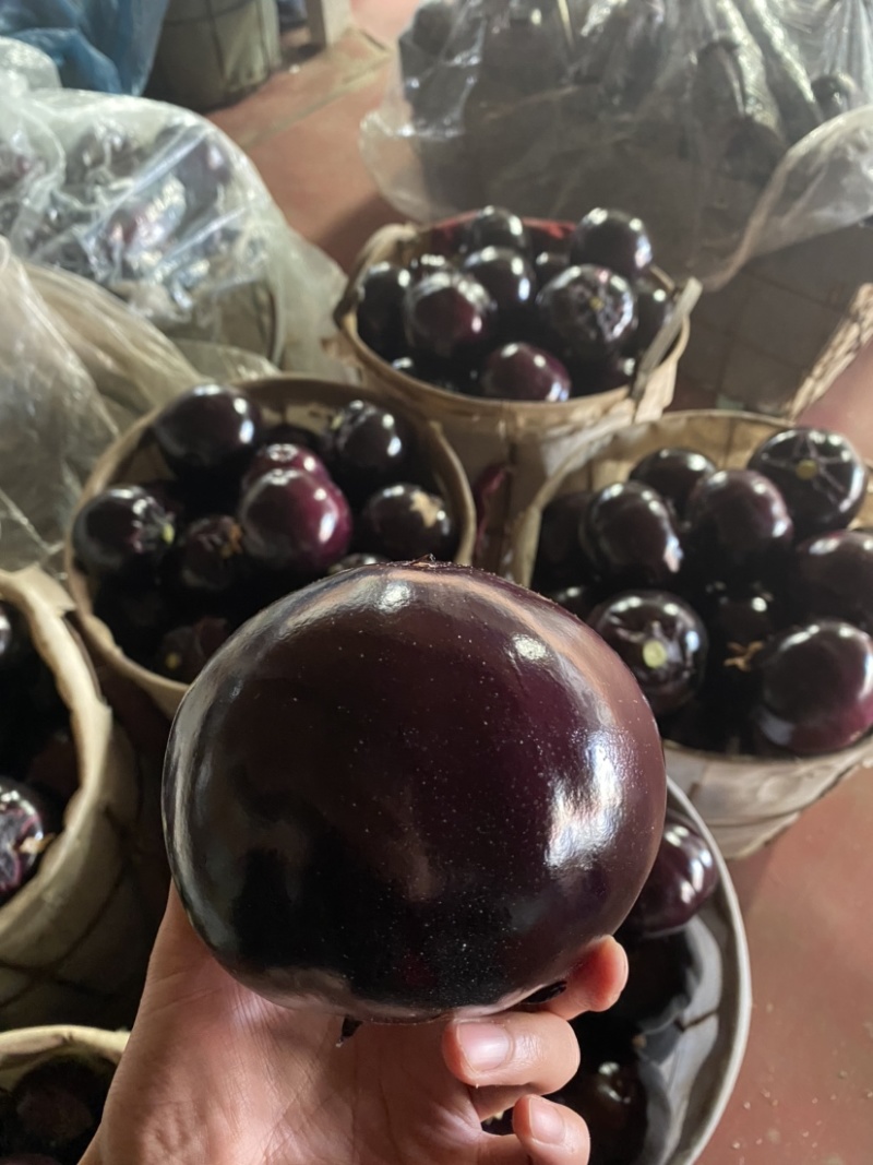 精品圆茄