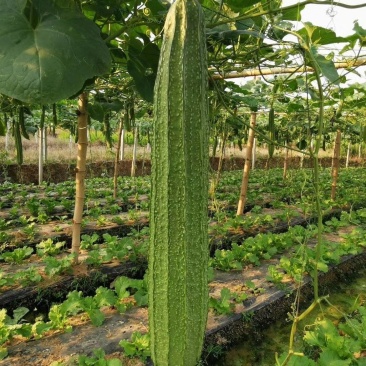 丝瓜6月份上市产地直供丝瓜苦瓜豆角青瓜香芋