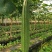 丝瓜6月份上市产地直供丝瓜苦瓜豆角青瓜香芋