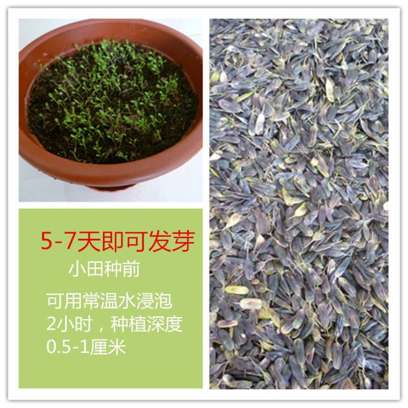 板蓝根种子中药材大青叶种籽蓝靛青靛四季盆栽蔬菜种子