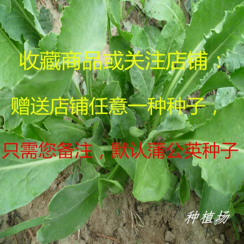 板蓝根种子中药材大青叶种籽蓝靛青靛四季盆栽蔬菜种子