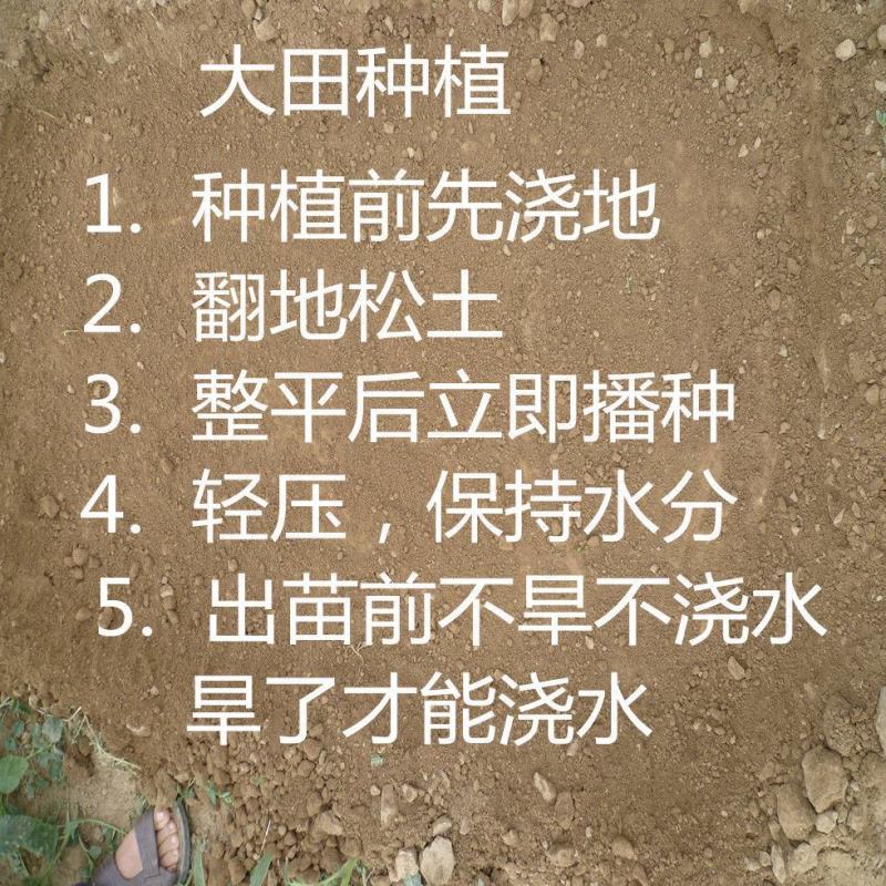 板蓝根种子中药材大青叶种籽蓝靛青靛四季盆栽蔬菜种子
