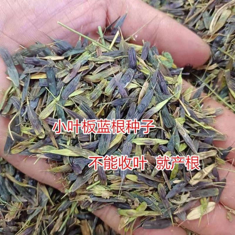 板蓝根种子中药材大青叶种籽蓝靛青靛四季盆栽蔬菜种子