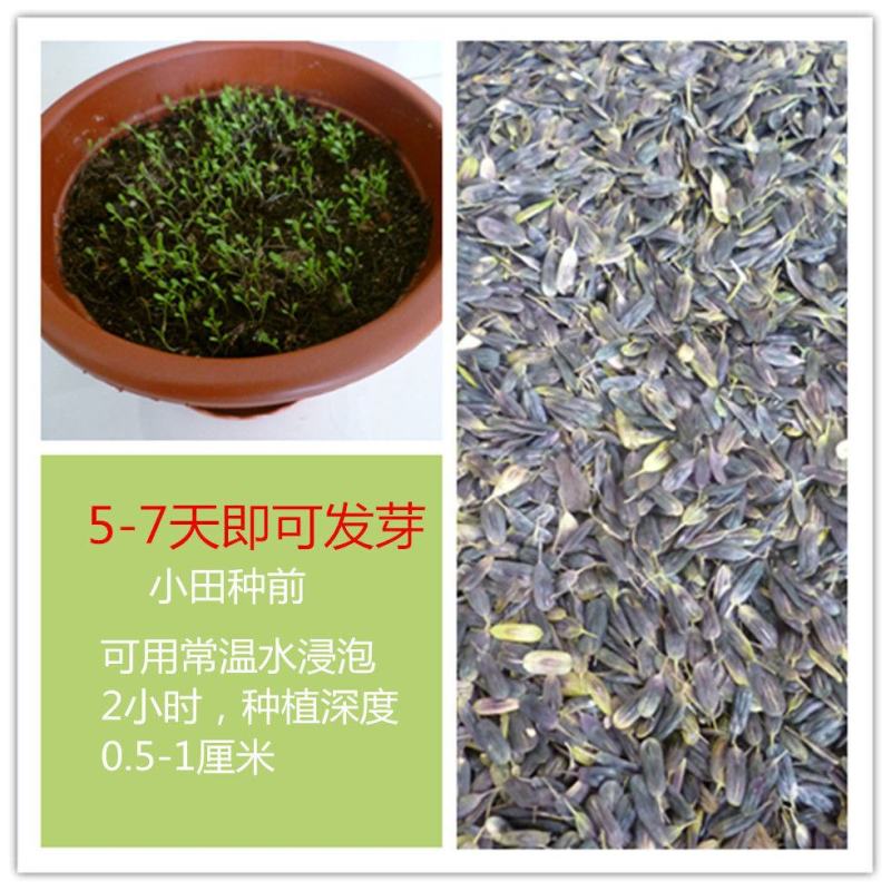 板蓝根种子中药材大青叶种籽蓝靛青靛四季盆栽蔬菜种子